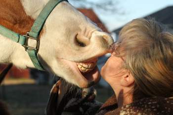 man-person-people-animal-horse-smile-mouth-dental-nose-fun-head-funny-teeth-emotion-interaction-424874.jpg