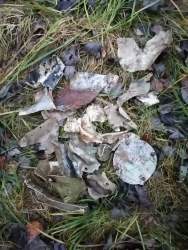 IMG-20201104-WA0002.jpg