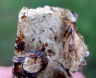 DSC03281_result.jpg