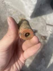 IMG_9631.jpeg